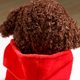 thumbnail image 4 of onlyliua Descuentos de Temporada Muñeco de Juguete para Cachorro, Muñeco de Trapo, Muñeco de Simulación de Trompeta, Lindo y Lindo, 4 of 7