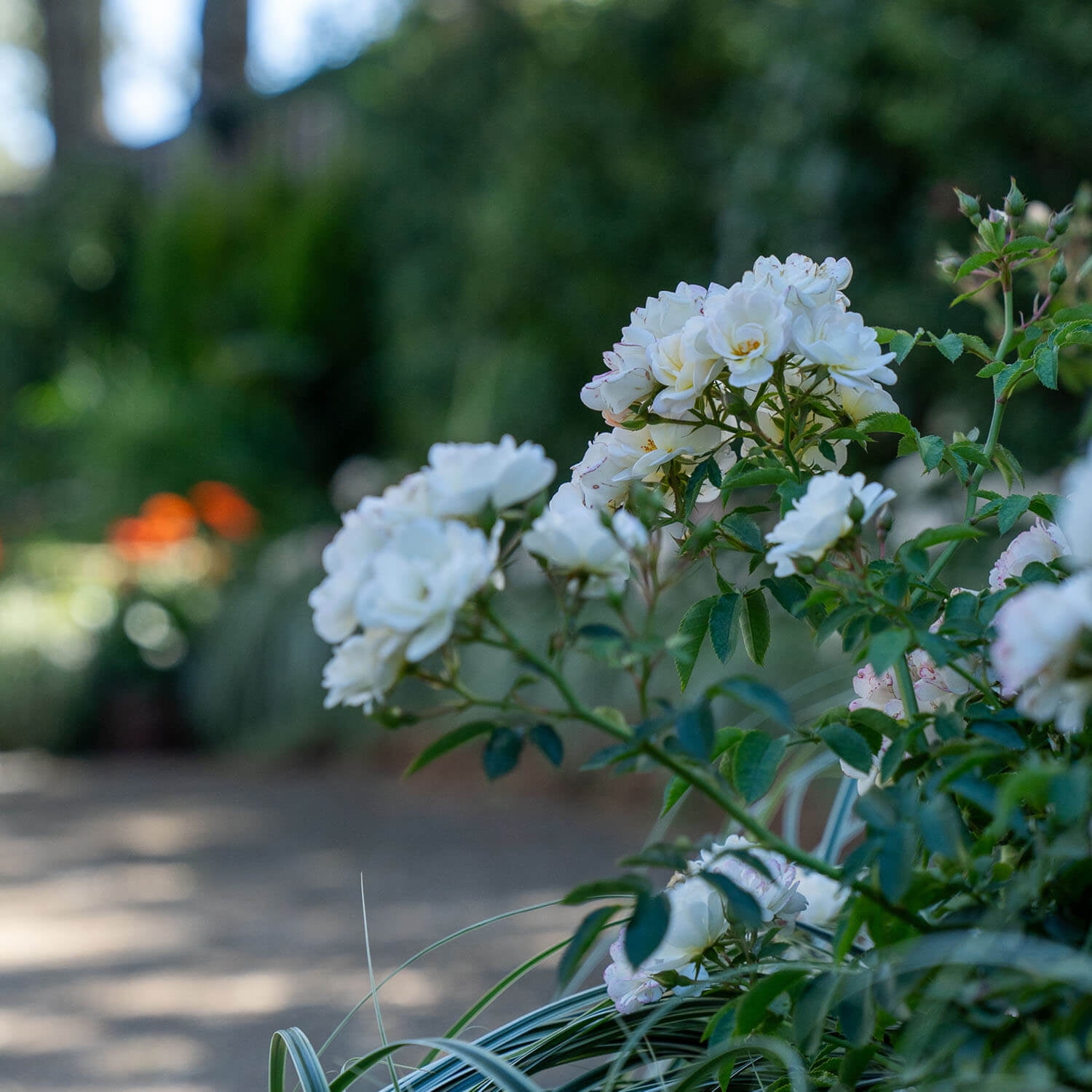 Southern Living Ivory Blush Its A Breeze Rose Live Shrub in 2.5-Quart Grower Pot