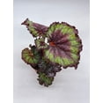 thumbnail image 4 of Harmony's Magic Dragon, Begonia Rex, 4 inch, Multicolor, Painted-Leaf Begonia, Unique Homegrown Exclusive, 4 of 9