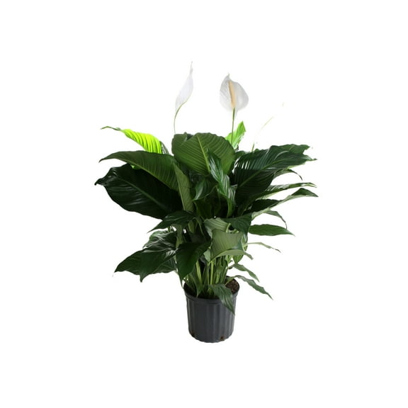 "Costa Farms 24"" Peace Lily Live Plants in 10"" Pots