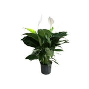 Plants with Benefits Live Indoor Green Peace Lily Plant in 10in. Pot