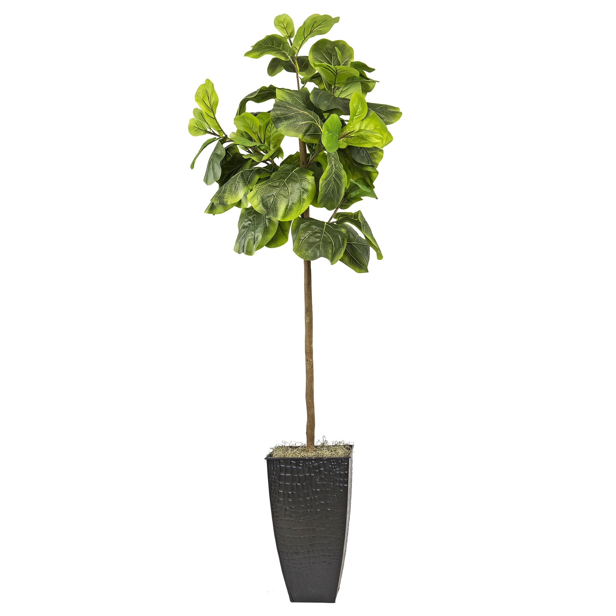 LCG Florals Artificial Tree, Fig Tree, 6 ft, Black Metal Container