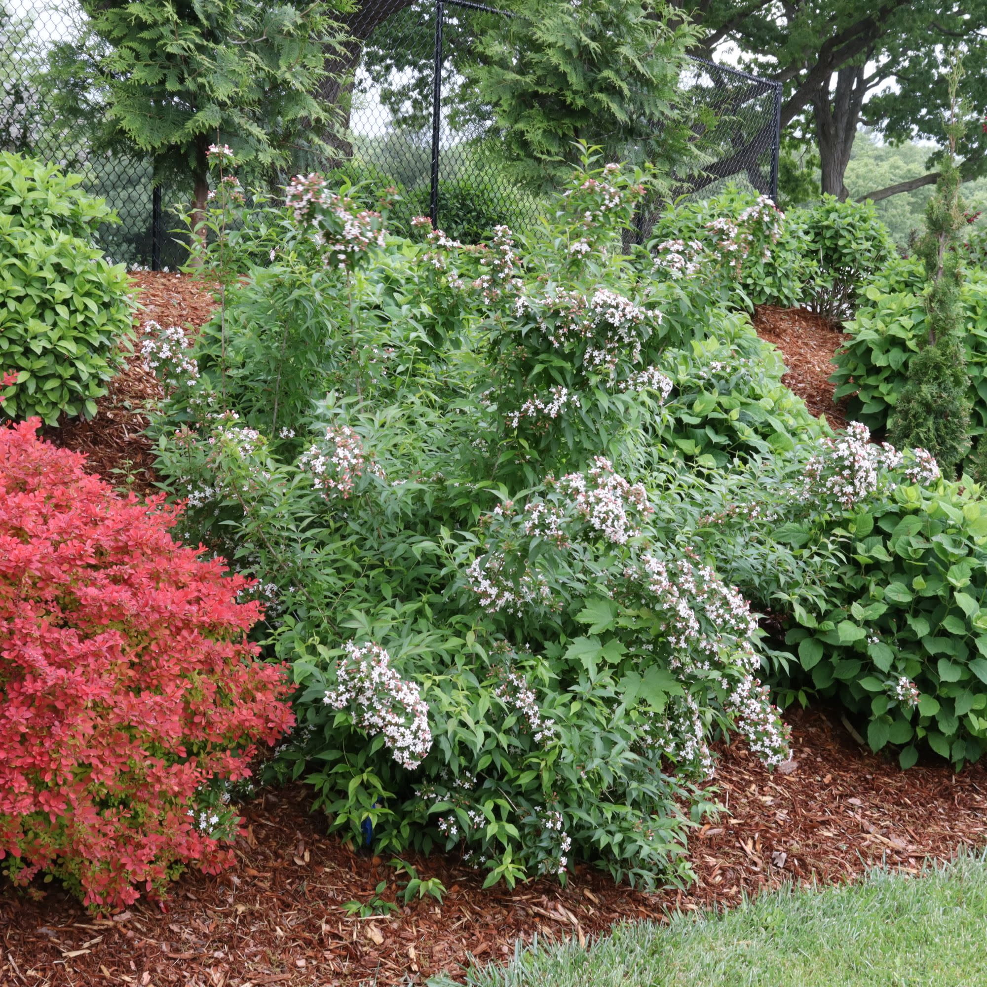 Proven Winners ColorChoice 5" Pink Sweet Emotion Blaze Hardy Abelia Live Plant in 4.5" Pot (4 Count)