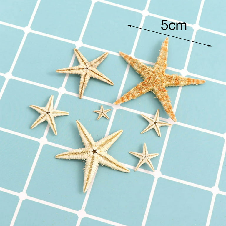 UDIYO 1 Box Starfish Assorted Starfish for Crafts Sand Dollar Ornament  Starfish Wall Decor Beach Starfish Decor for Wedding Party Decor DIY Craft  Supplies 