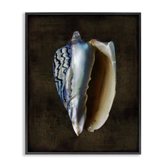 Stupell Industries Traditional Dark Conch Shell Black Framed Giclee Art, 11 x 14, by Caroline Kelly
