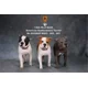 thumbnail image 5 of Figura de perro American Staffordshire Terrier de Mr.Z Studio 1:6, modelo de animal cánido, juguete de colección, decoración de escritorio para adultos, 5 of 5