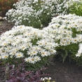 thumbnail image 4 of Proven Winners 5" White Amazing Daisies 'Spun Silk' Shasta Daisy Live Plant in 4.5" Pot, 4 of 5