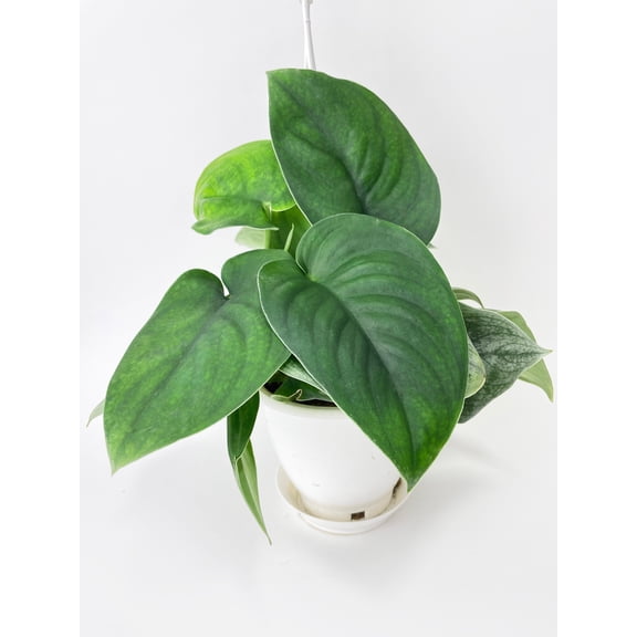 Bumble Plants Scindapsus Jade Satin "Green Form" - Full Live Colorful Houseplant in Nursery Pot, Easy Care, Indoor Plant for Beginners