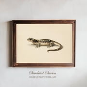 Fire Salamander Vintage Animal Illustration Bold Nature Wall Art