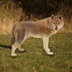 thumbnail image 3 of Figura de Juguete Simulación de Animales Salvajes Colección de Juguetes Adorno Decorativo ANGGREK Otros, 3 of 8