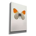 thumbnail image 2 of Epic Graffiti 'Agrias Amydon 2' by Incado, Giclee Canvas Wall Art, 18"x26", 2 of 8