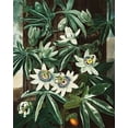 thumbnail image 2 of Thornton, Robert John 15x18 Gold Ornate Wood Framed with Double Matting Museum Art Print Titled - The Passiflora Cerulea from The Temple of Flora, 2 of 4