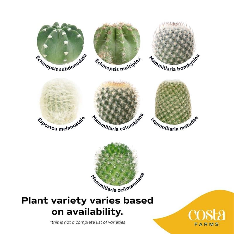 Costa Farms 2-4" Tall Small Cactus, Bright Direct Sunlight, Indoor Live House Plants