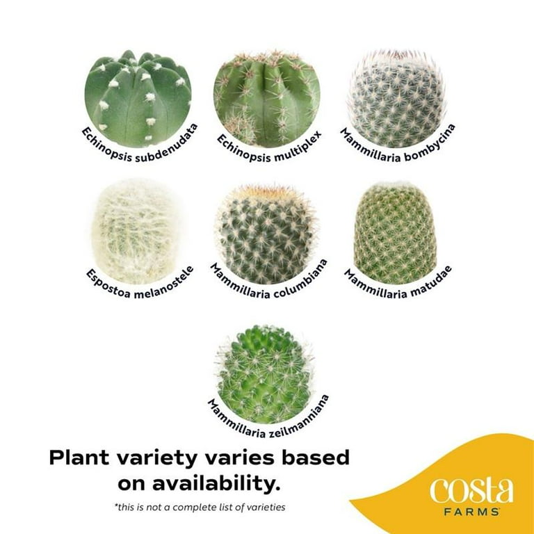 Costa Farms 2-4" Tall Small Cactus, Bright Direct Sunlight, Indoor Live  House Plants