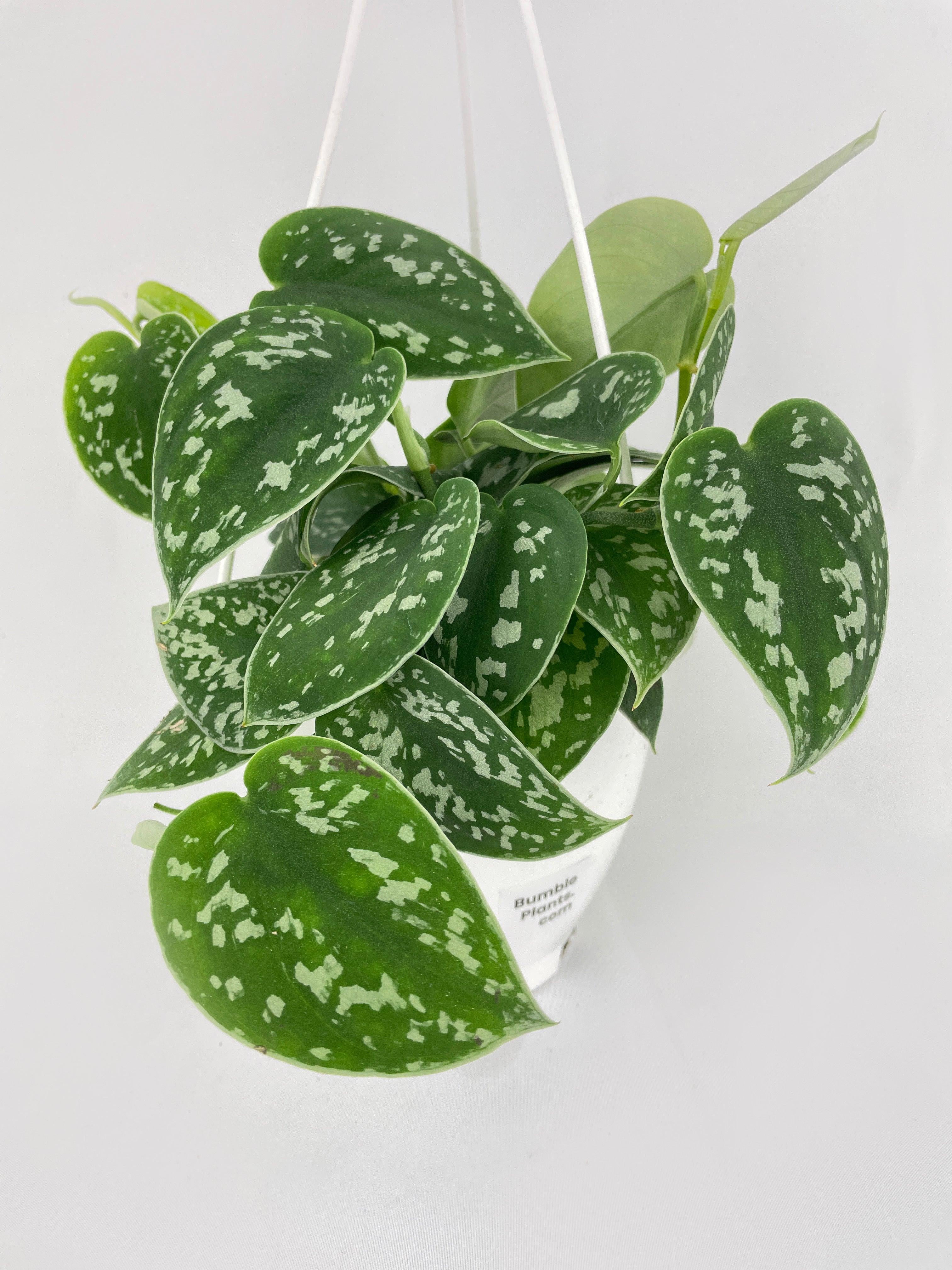 Scindapsus Pictus 'Argyraeus' Satin Pothos - Live Air-Purifying Indoor Plant in Nursery Pot – Easy Care, Low Maintenance Houseplant for Home & Office Decor, Natural Air Cleaner, Best for Beginners
