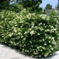 thumbnail image 3 of Ligustrum Recurvifolia  2 Extra Large 3 Gallon Plants  Ligustrum sinense 'Recurvifolium'  Lush Green Privacy Hedge  Ideal for Landscaping  Vibrant Garden Shrub, 3 of 6