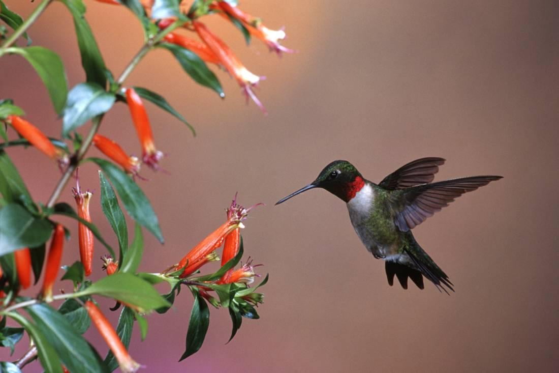 Ruby Throated Hummingbird Male At Cigar Plant Shelby County Illinois Print Wall Art By Richard And Susan Day Walmart Com Walmart Com