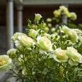 thumbnail image 2 of Bareroot Mint Julip Hybrid Tea Rose Live Shrub with Full Sun- 2 Piece, 2 of 5