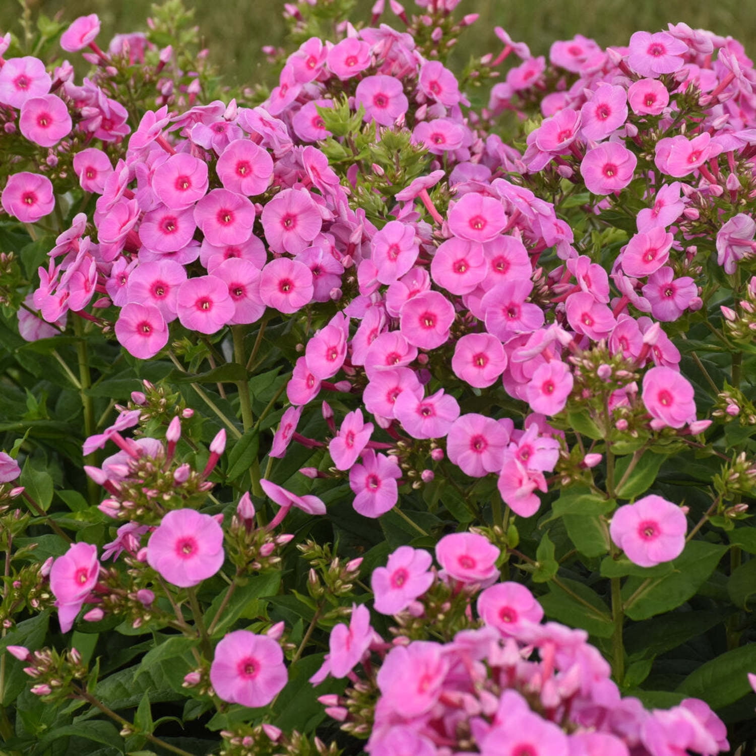 高品質　 文昌塔　カービング　虹　水晶 Proven Winners 6