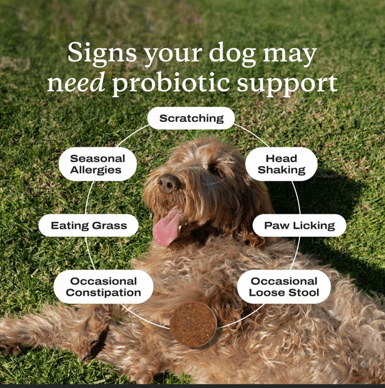 PetLab Co. Probiotics for Dogs, Clinically Tested Support for Gut Health, Diarrhea, Digestive Health & Seasonal Allergies - Salmon Flavor
