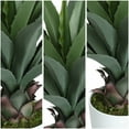 thumbnail image 3 of 27” Agave Artificial Plant With White Pot, 3 of 5