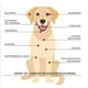 thumbnail image 3 of Detector de monóxido de carbono Kidde ultrasensible para mascotas, 3 of 5