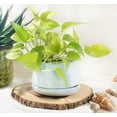 thumbnail image 2 of Pothos 'Neon', 2 of 8