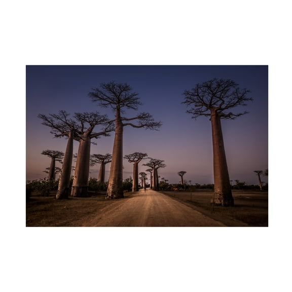 Marco Tagliarino 'Allace Des Baobabs' Canvas Art