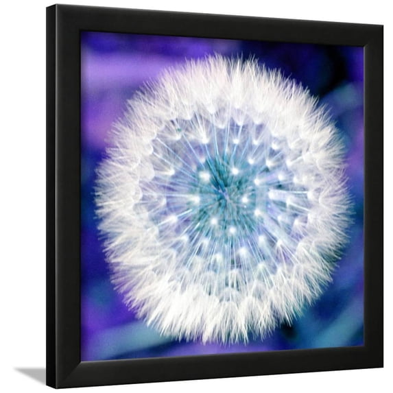 Dandelion Seed Head, Botanical Scenic Framed Art Print Wall Art by Victor De Schwanberg Sold by Art.Com