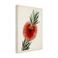 thumbnail image 2 of John Miller 'Bottle Brush Flower III' Canvas Art, 2 of 3