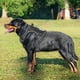 thumbnail image 2 of Arnés táctico para perros Beebiepet Heavy Duty para perros grandes, 2 of 5