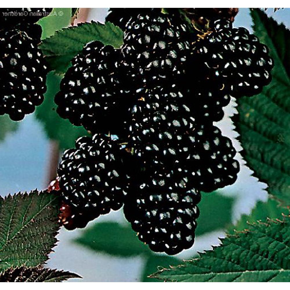 Logan Blackberry Plant 2.5&quot; Pot