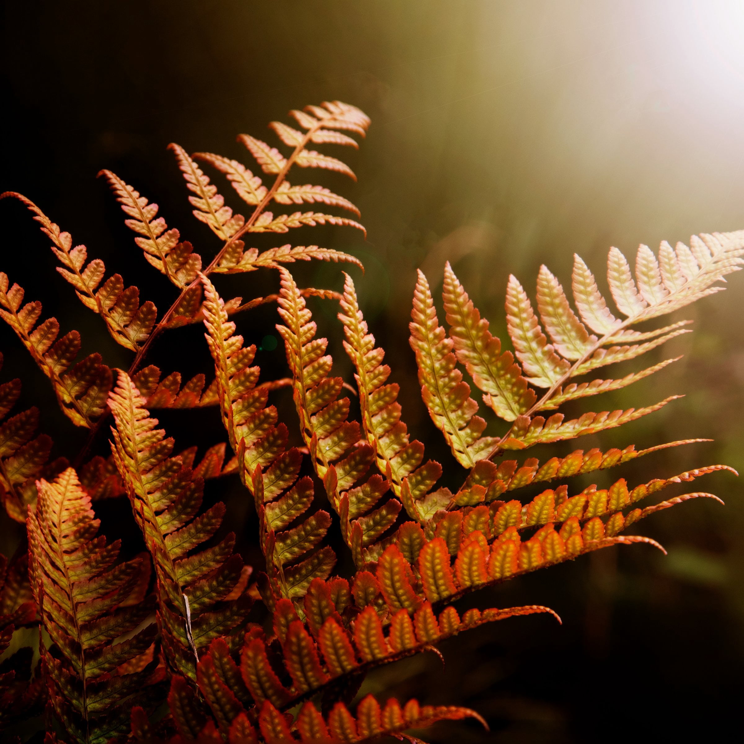 1 gal Autumn Live Fern Plant