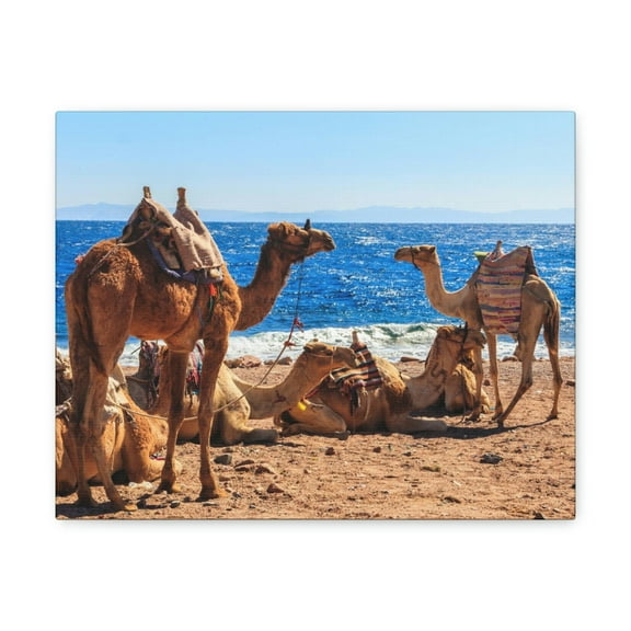 Camel Couple Camel Troop Print Animal Wall Art Wildlife Canvas Prints Wall Art Ready to Han Unframed