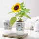 thumbnail image 1 of Gwong Juguete Niños Bonsai Kit Interactivo DIY DIY Alivio de Estrievo para niños Girasol Planting Pot Juego de jardinería para niños Gwong 30011126, 1 of 6