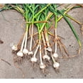 thumbnail image 2 of TomorrowSeeds - PRE-ORDER NOW! SHIPS SEPTEMBER 2026 - Music Hardneck Garlic - 2 Bulbs (Heads), 2 of 9