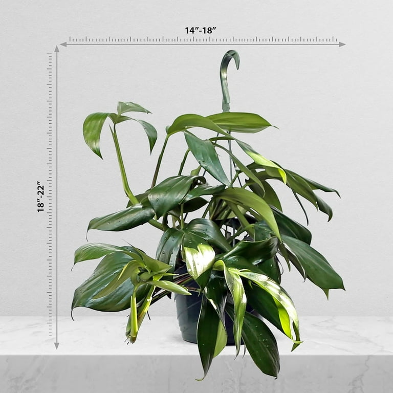 philodendron kaufen PHILODENDRON BRANDTIANUM online kaufen bei potflourri main image 0