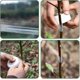 thumbnail image 3 of 4 Pack Parafilm Grafting Tape For Fruit Trees Parafilm Floral Tape Grafting Tools Garden Plant Tape Pe Nursery Tape Stretch Self, 3 of 4