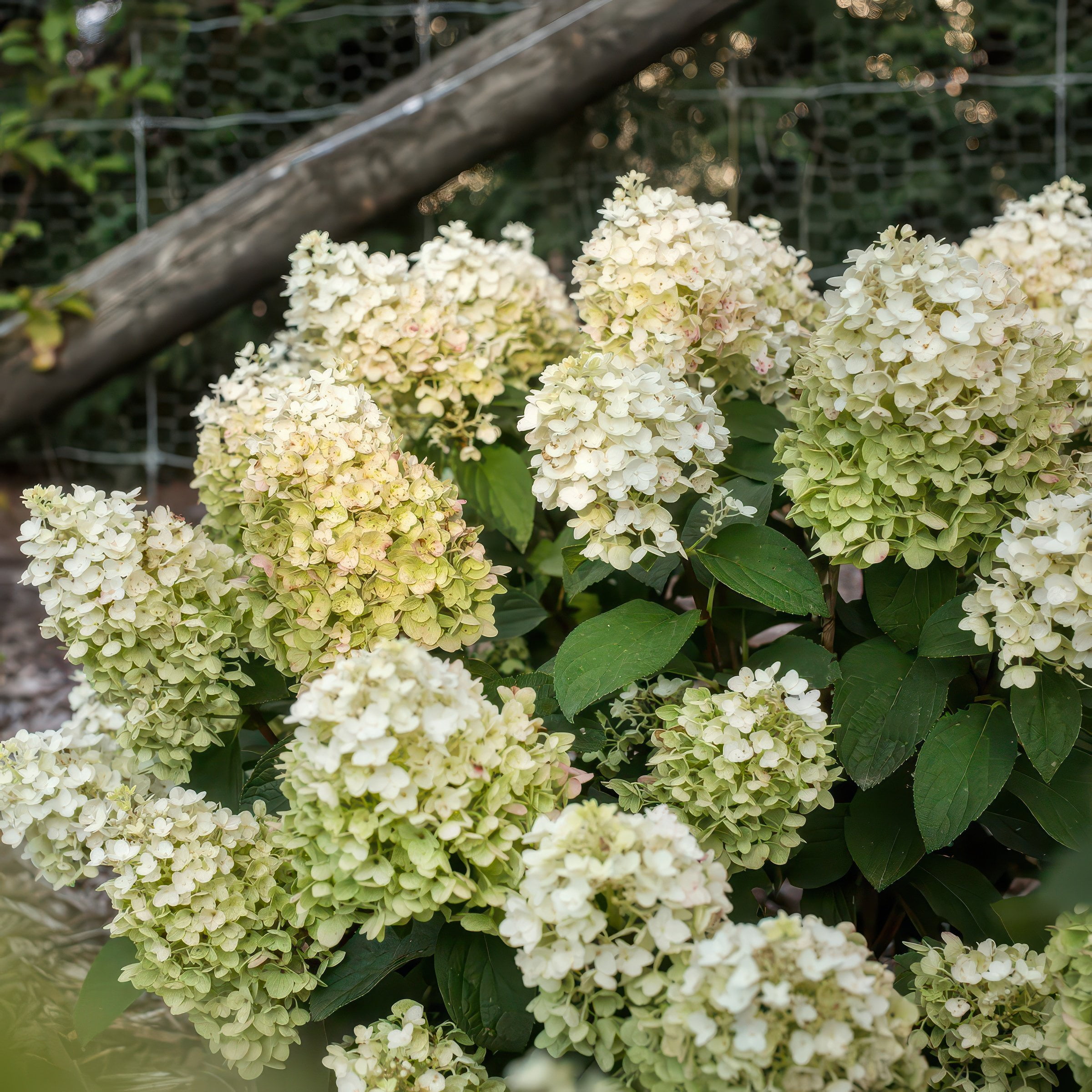 National Plant Network 2 gal. Hydrangea Little Hottie Tree