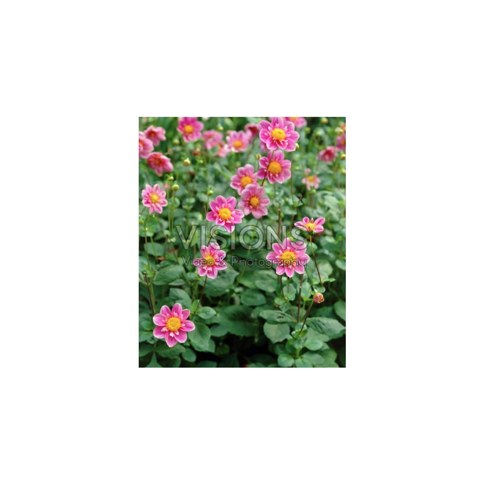 TASC Flower Bulbs-  Dahlia Decorative Hartenaas (Annual)