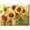 Sunflower Delight, variant on View from The Beachgrass Wall Art, Sailboat and Beach Artwork, Scenic Calming Blue Waves, Premium Gallery Wrapped Canvas, Ready to Hang, 12 in H x 18 in W, Made in America Print