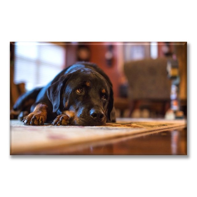 Cuadro Canvas listo para Colgar Pixtreats Rottweiler Acostado 60X90 cm