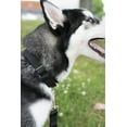 thumbnail image 3 of HSHDLDF Black Martingale Heavy Duty Nylon Dog Collar 21 Vibrant Color Options (3/4 Inch Width, Small), 3 of 7