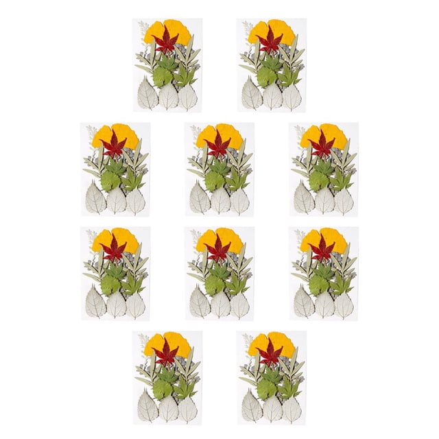 Toystoory Hojas secas naturales DIY Plantas artesanales en relieve Hojas prensadas Decoraciones verdes secas Regalos para tarjetas de boda Type1 NO1