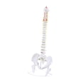 thumbnail image 3 of Modelo de Vertebral Humana Strade Fareast Limited Soporte de Exhibición de Esqueleto PVC 80 cm, 3 of 8