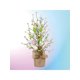 thumbnail image 1 of 1pc Easter Egg Tree, For Home Spring Summer Easter Decoration, 1 of 5