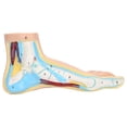 thumbnail image 2 of Garosa Human Foot Model Adults Lifesize Teaching Research Muscle Display Explain Accessories, 2 of 8