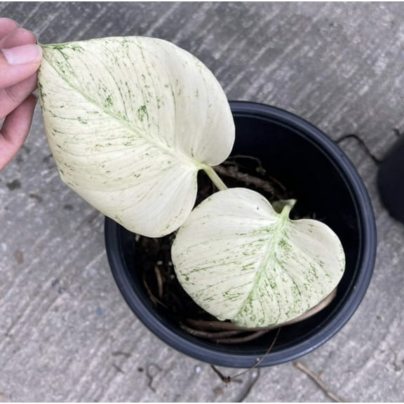 (UG-12)Root in moss 1-2 leaves- Monstera Delisiosa 'White Monster' Variegated Rare Plant- Get Similar to the picture