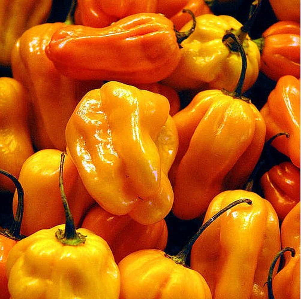 Prodused in Greece Organic Habanero Orange Products First Quality Extreme Hot