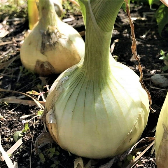 Spanish White Long Day Onion Seeds - 200 Count Seed Pack - Non GMO - Has a Sweet Flavor and Very Little Sharpness